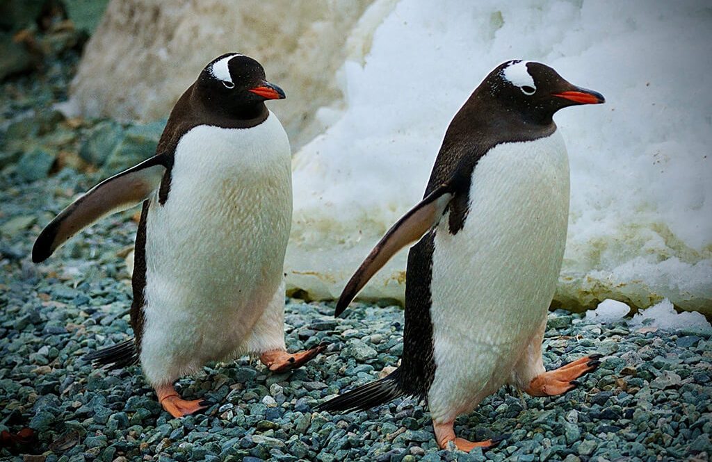 Penguin Encounters