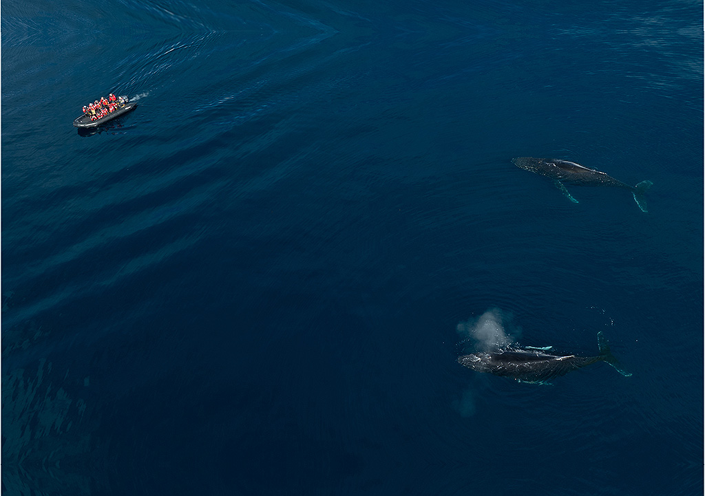 Whale Magic