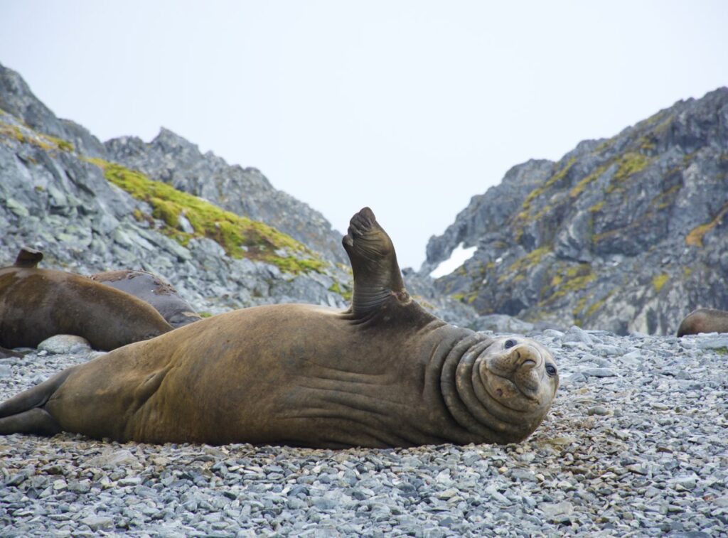 Seal Encounters