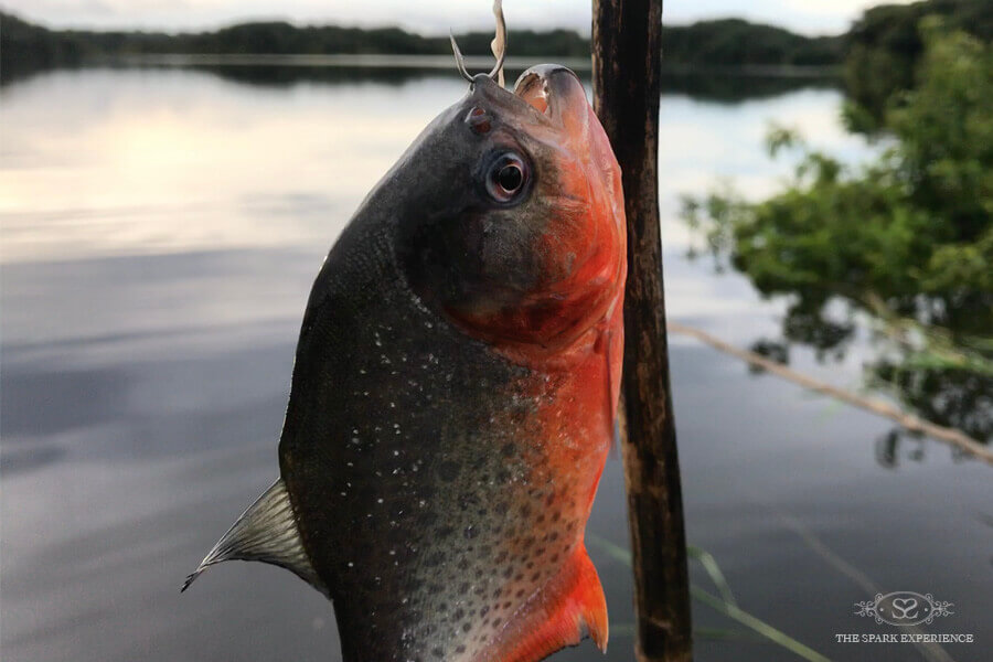 Fishing for Piranha