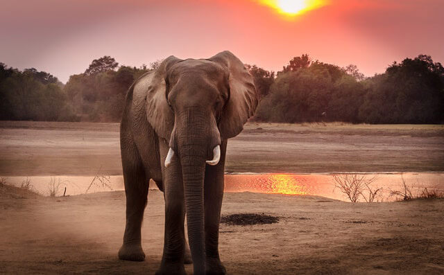 Elephant Encounter