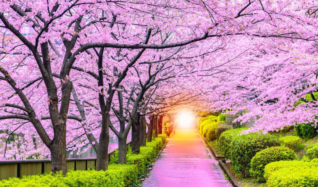 cherry blossom japan spark